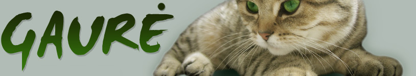 Britų trumpaplaukių kačių veislynas - Gaurė